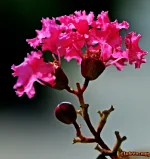 HOA TUONG VI 01.webp
