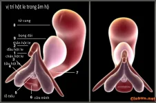 clit 03.webp