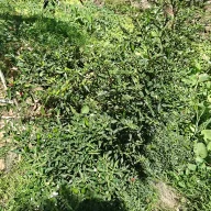 Satthutaolao